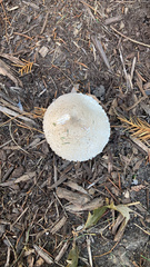 Saproamanita thiersii