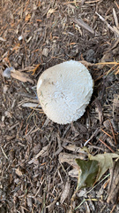 Saproamanita thiersii