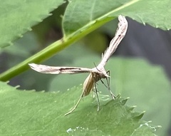 Pterophorinae