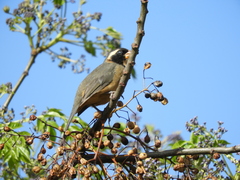 Saltator aurantiirostris