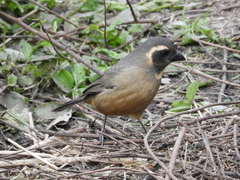 Saltator aurantiirostris