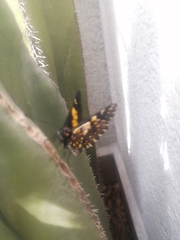 Catasticta teutila