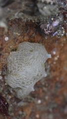 Calcarea