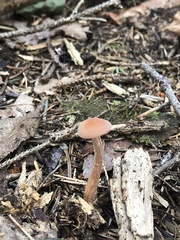 Laccaria bicolor
