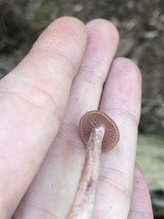 Laccaria bicolor