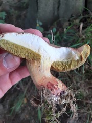 Xerocomellus chrysenteron