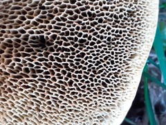 Xerocomellus chrysenteron