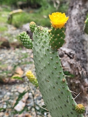 Consolea moniliformis