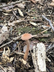 Laccaria bicolor