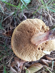 Xerocomellus chrysenteron