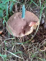 Xerocomellus chrysenteron