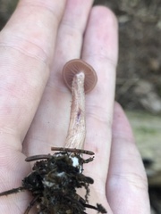 Laccaria bicolor