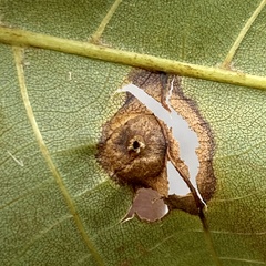 Phylloxera