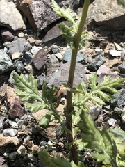 Senecio squalidus rupestris