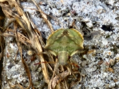 Nezara viridula