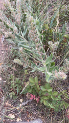 Lithospermum parviflorum