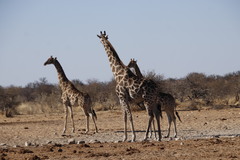 Giraffa camelopardalis angolensis