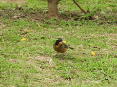 Saltator aurantiirostris
