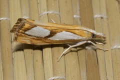 Catoptria pinella