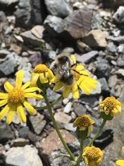 Senecio squalidus rupestris