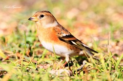 Fringilla montifringilla