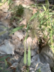 Setaria