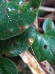 Puccinia asarina