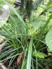 Cyperus croceus