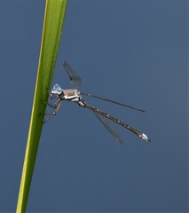 Archilestes californicus