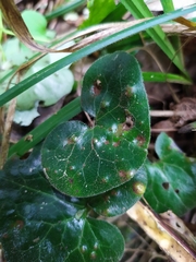 Puccinia asarina