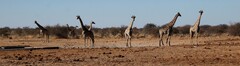 Giraffa camelopardalis angolensis