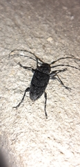 Aegomorphus nigricans