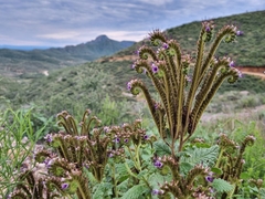 Phacelia integrifolia