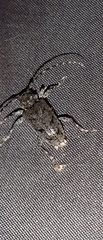 Aegomorphus nigricans