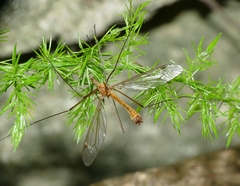 Tipula bezzii