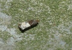 Notocelia cynosbatella