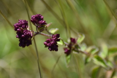 Origanum vulgare