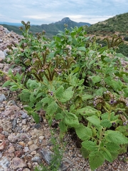 Phacelia integrifolia