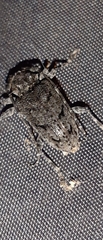 Aegomorphus nigricans