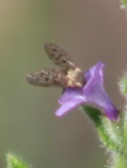 Bombyliidae