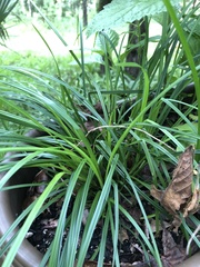 Cyperus croceus