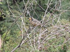 Saltator aurantiirostris