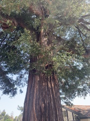 Sequoia