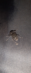 Aegomorphus nigricans