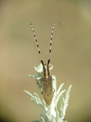 Agapanthia dahli