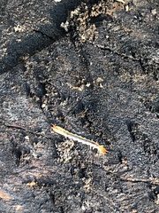 Dendroides canadensis
