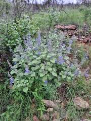 Salvia ballotiflora