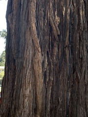 Sequoia