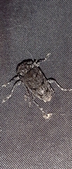Aegomorphus nigricans