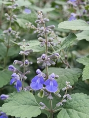 Salvia ballotiflora